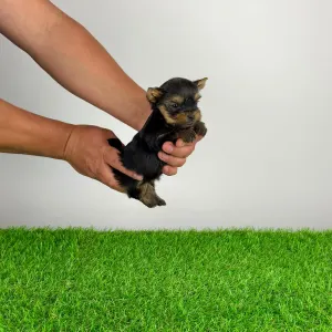Yorkshire Terrier - Yasko