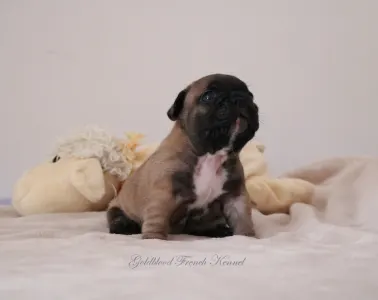 Französische Bulldogge - Aslan