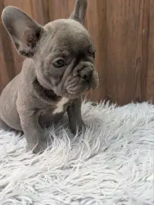 Francia bulldog - Richie