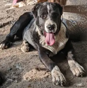 Central Asia Shepherd Dog - Dzhur Iz Zamka Larisi