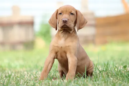 Hungarian Short-haired Vizsla - Rozi