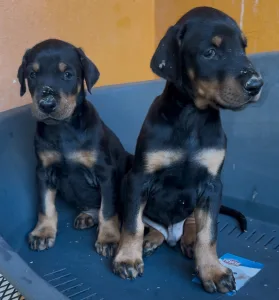 Dobermann - Lux 