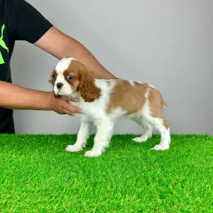 Cavalier King Charles spániel - Lisana