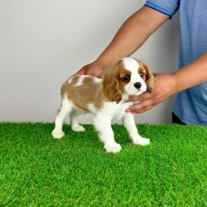 Cavalier King Charles spániel - Pepsi