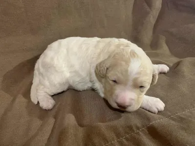 Lagotto Romagnolo - Friendly Lagotto Kimba