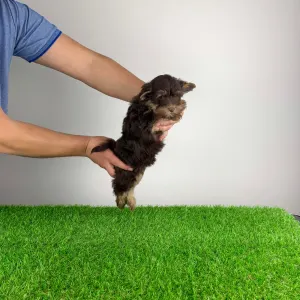 Yorkshire Terrier - Levis