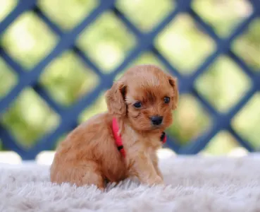 Cavapoo - Bijoue