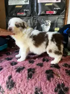 Border Collie - Red Merle Szuka
