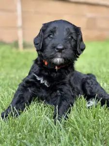 Caine de apa portughez - Bailey