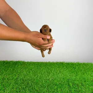 Poodle Toy - Xell