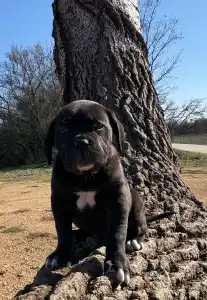 Cane Corso Italiano - Sarah