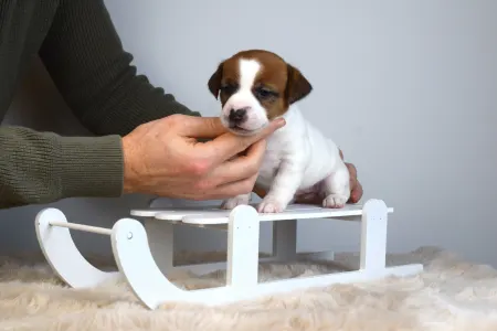 Jack Russell Terrier - Gold Leash Uno