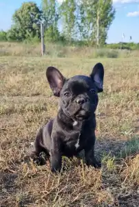 Buldog francuski - Ralf