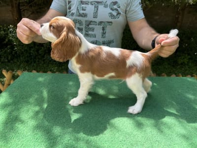 Cavalier king Charles spaniel - Archibald