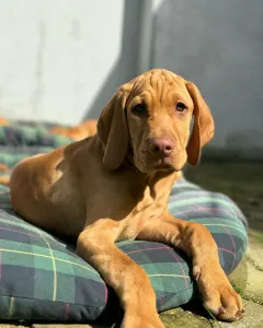 Hungarian Short-haired Vizsla - Baron