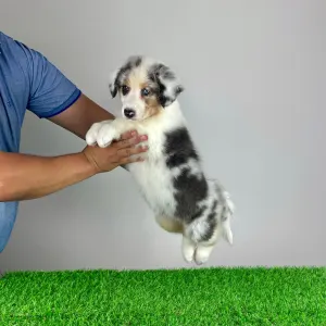 Australian Shepherd - Sillie