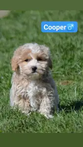 Maltipoo - Cooper