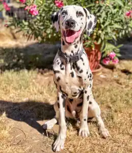 Dalmatian - Bingo