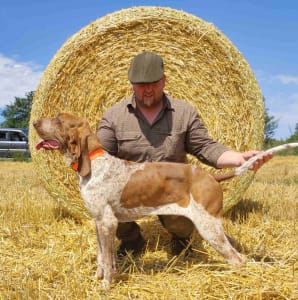 Bracco Italiano - Alberto