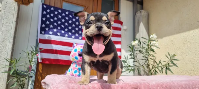 American Bully - Pocket - Zara