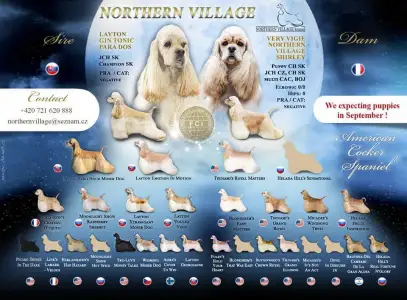 Amerikai cocker spániel - Escort