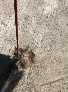 Yorkshire Terrier - Nano