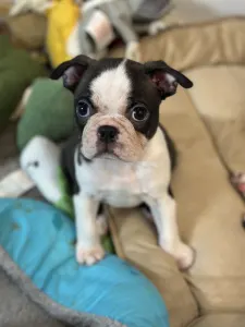 Boston Terrier - Yumba Nero Di Angelo