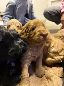 Labradoodle - Max