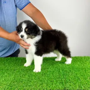 Australian Shepherd - Harron