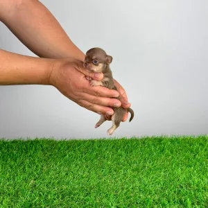 Chihuahua - Chiquita