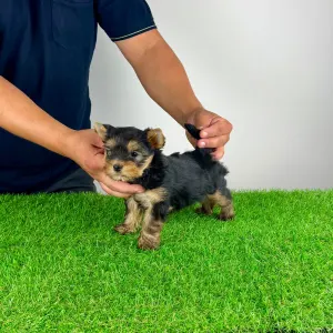 Yorkshire terrier - Emio