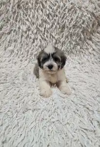 Havanese - Milo