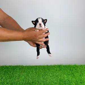 Boston Terrier - Kismet