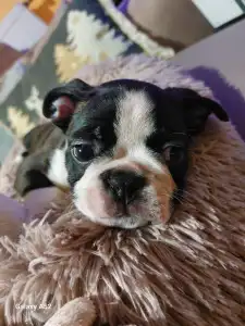 Boston Terrier - Rudolf ( Rudolph )