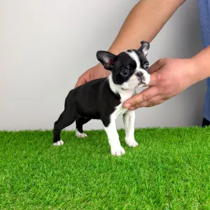 Boston Terrier - Flower 