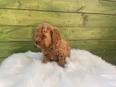 Poodle Miniature - Ronnie