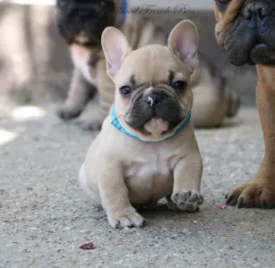 French Bulldog - Ben