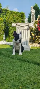 Boston Terrier - Héra