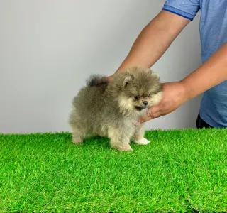 German Pomeranian Spitz - Fee