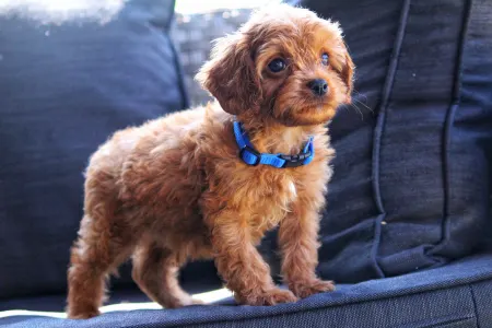 Cavapoo - Bruno