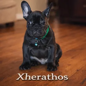 French Bulldog - Xherathos