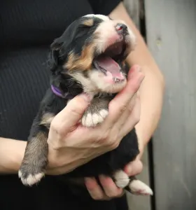 Bernese Mountain Dog - Stella