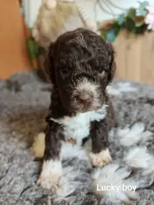 Lagotto Romagnolo - Lucky Boy