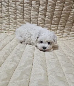Bichon Frise - Nathan