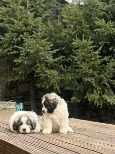 Pyrenäen-Mastiff - Mount Hargita Boby