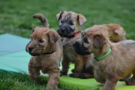 Irish Soft Coated Wheaten Terrier - Eden