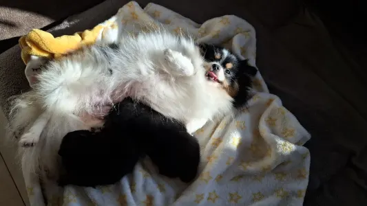 German Pomeranian Spitz - Ashen 