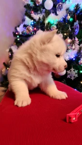 Siberian Husky - Jade Of Polar Moonlights