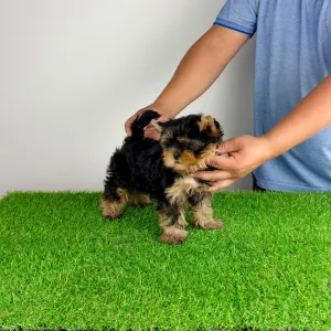 Yorkshire Terrier - Adia