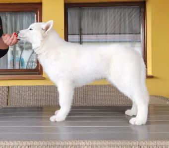 Siberian Husky - Ametiszt Of Polar Moonlights